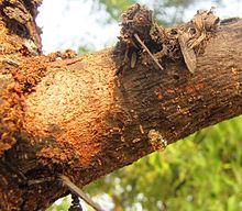 Gum Arabic, Acacia Senegal Gum