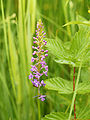 Gymnadenia conopsea Belgium - Vlaams Brabant