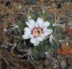 Gymnocalycium anisitsii 2016-05-20 1009.jpg