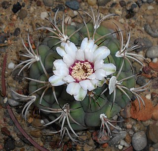 <i>Gymnocalycium anisitsii</i> Species of cactus