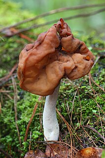 False morel