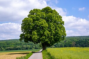 35. Platz: Tsungam mit Eiche (Quercus) im Brückfeld im Landschaftsschutzgebiet Höxter Ost im Kreis Höxter