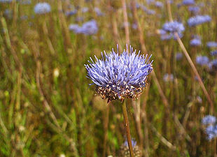 Blåmunke (Jasione montana).