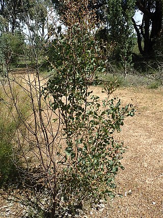 <i>Hakea auriculata</i> Species of shrub in the family Proteaceae endemic to Western Australia