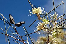 Hakea leucoptera (Wanaaring).jpg