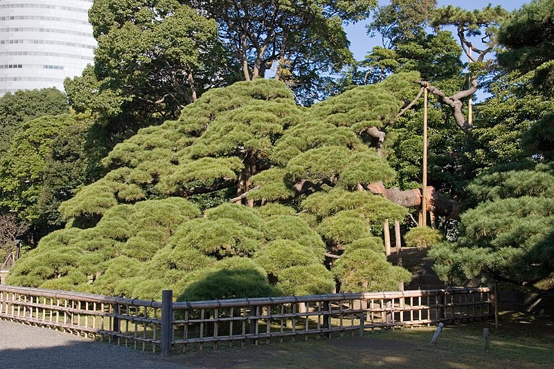 File:Hama-Rikyu 300-year-old pine.jpg