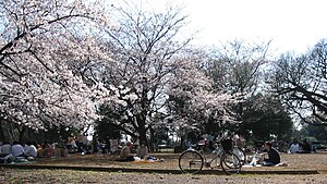 Hanami