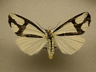 <i>Haploa contigua</i> species of insect