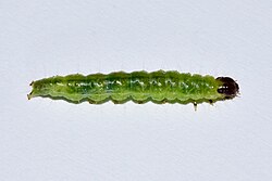 Haritalodes polycymalis larva.jpg