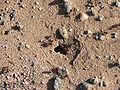 Harvester ant hole.jpg