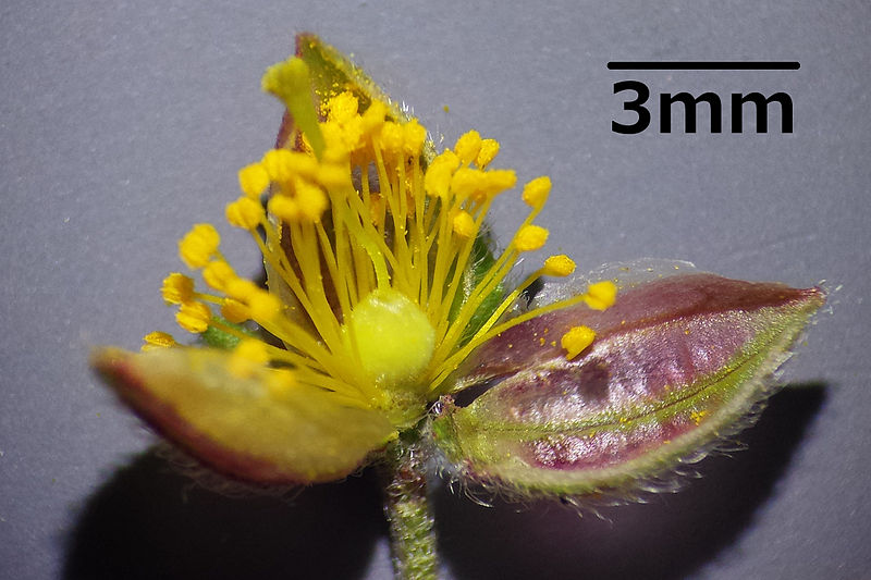 File:Helianthemum nummularium subsp. obscurum sl7.jpg