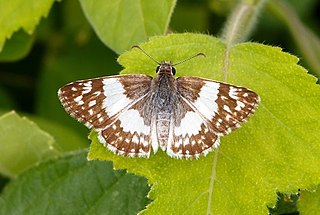 <i>Heliopyrgus domicella</i> Species of butterfly