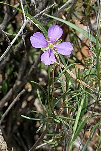 H. suavissima