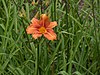 Hemerocallis002.jpg