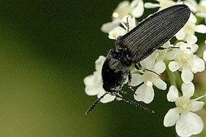 Black wire-haired sniper beetle Hemicrepidius niger