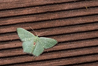 <i>Hemithea marina</i> Species of moth