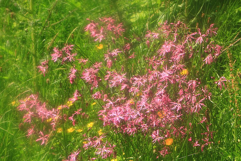 File:Henllys Ragged Robin.jpg