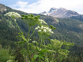 Cow parsnip (Heracleum lanatum) with Mammoth Mountain behind