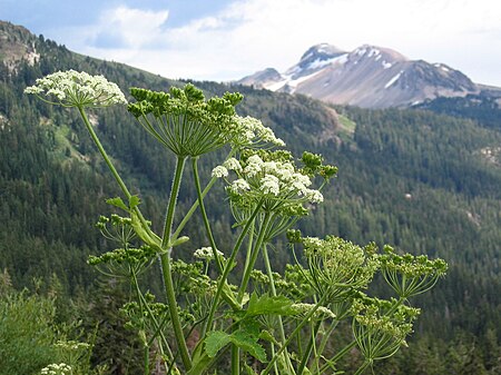 Heracleum_maximum