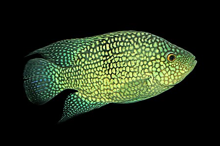 A Pearlscale Cichlid, Herichthys carpintis