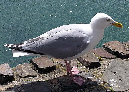 Tập_tin:Herring.gull.northdevon.arp.750pix.jpg