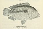 Thumbnail for Heterochromis multidens