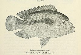 Heterochromis multidens