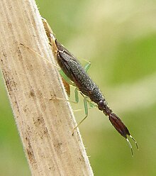 Heterotoma-planicornis-Capsid-bug-20100803a.JPG