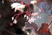 Heuchera sanguinea Bressingham Bronze 0zz.jpg