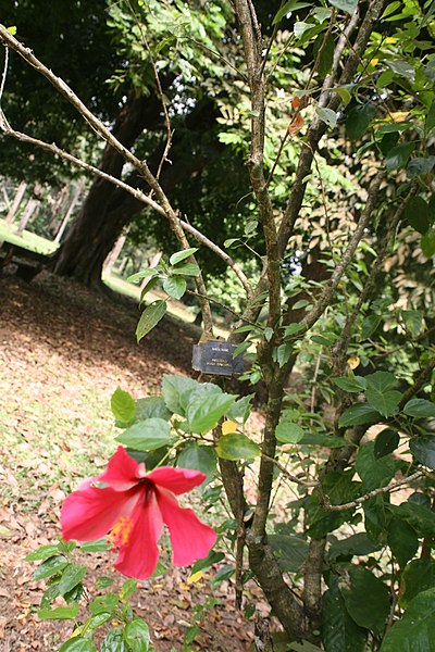 File:Hibiscus Rosa Sinensis 03.jpg