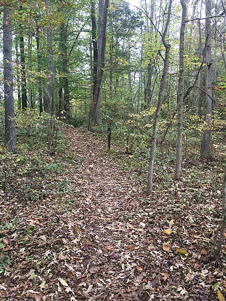 File:Hiking trail through forest in Confluence Natural Area.jpg