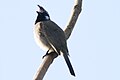 * Nomination Himalayan Bulbul in Dhar Kalan, Punjab. --Satdeep Gill 17:14, 13 March 2022 (UTC) * Decline  Oppose lighting, composition and sharpness --Charlesjsharp 20:38, 13 March 2022 (UTC)