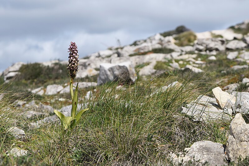 File:Himantoglossum robertianum kz05.jpg