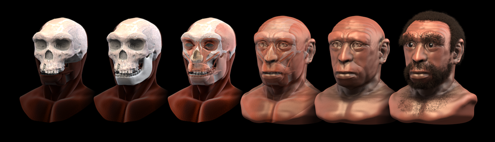 Reconstruction of Homo heidelbergensis .
