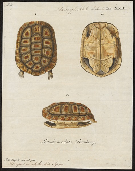 File:Homopus areolatus - 1700-1880 - Print - Iconographia Zoologica - Special Collections University of Amsterdam - UBA01 IZ11600083.tif