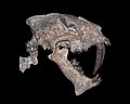 5th saber-tooth instance: Nimravidae (Feliformia, Carnivora) – Hoplophoneus primaevus skull and upper cervical vertebrae