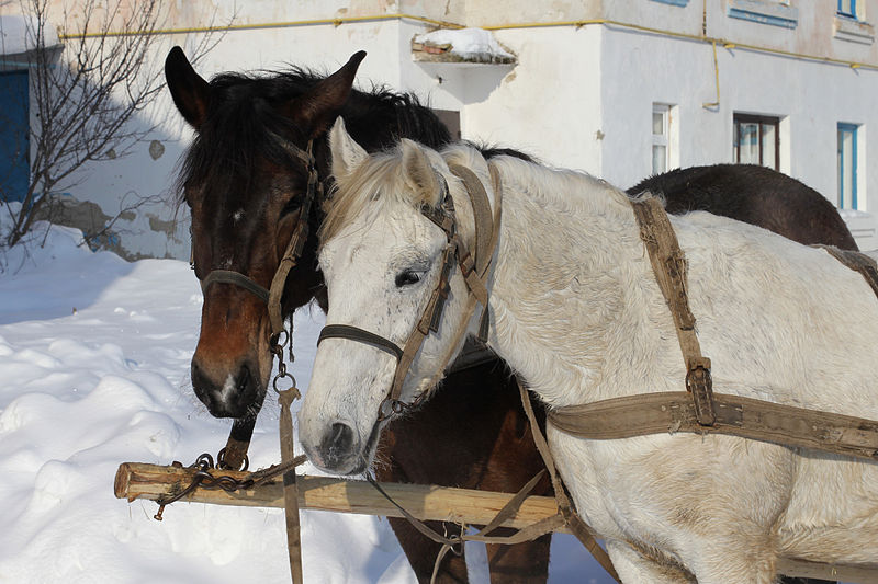 File:Horses closeup 2012 G1.jpg