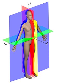 <span class="mw-page-title-main">Fly (exercise)</span> Strength training exercise