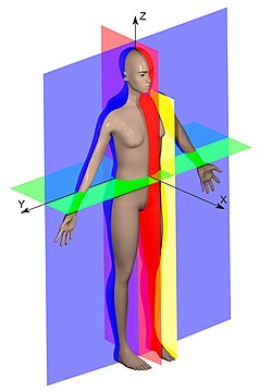 İnsan anatomisi planes.jpg