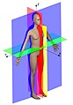 Головні анатомічні площини людського тіла: сагітальна (червоний), парасагітальна (жовтий), фронтальна (синій) і аксіальна (зелений)
