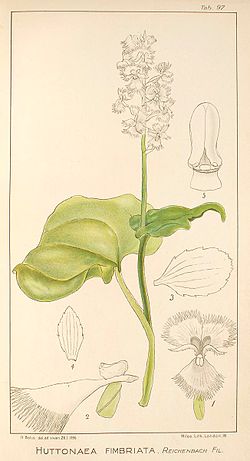 Huttonaea fimbriata - Icones Orchidearum Austro-Africanarum plate 97 (1911).jpg