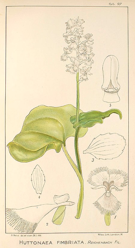 Huttonaea fimbriata