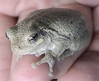 Gray tree frog species of amphibian