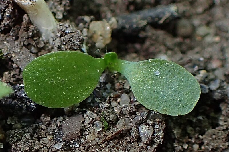 File:Hypericum perforatum kz01.jpg