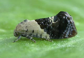 <i>Hypertropha chlaenota</i>