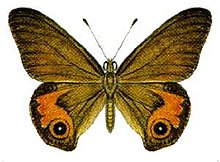 Hypocysta metirius (ento-csiro-au).jpg