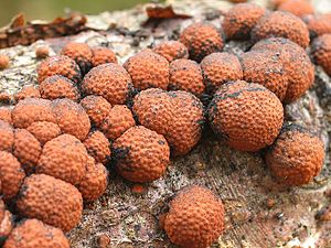 Reddish coal berry (Hypoxylon fragiforme)