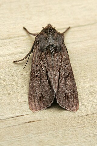 <i>Ichneutica rufistriga</i> Species of moth