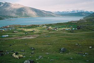 Das Foto zeigt eine Siedlung mit einigen Heuwiesen an einem im Hintergrund sichtbaren Fjord und drei Schafen im Vordergrund.