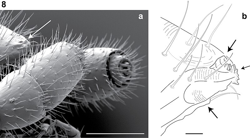 File:Illacme plenipes anatomy Fig. 8.jpg